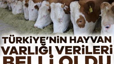 Tarım ve Orman Bakanlığı'nın 2024 yılı hayvan varlığı verilerine göre,