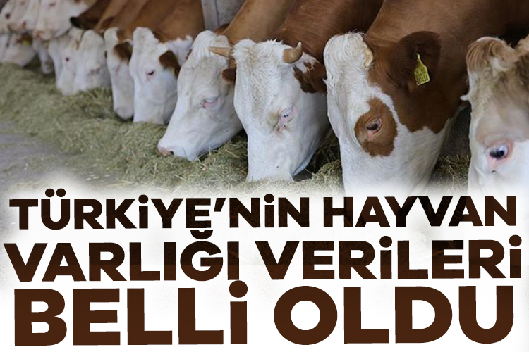 Tarım ve Orman Bakanlığı'nın 2024 yılı hayvan varlığı verilerine göre,