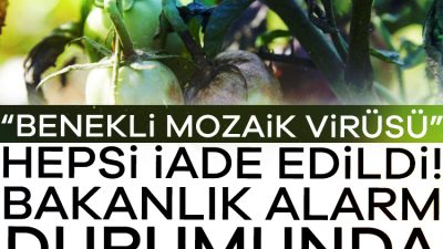 Yeni tehlikenin adı virüslü domates. Son 45 gün içinde 6