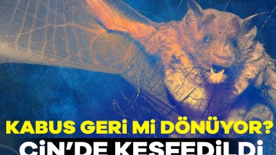 Çin'de, insanlara bulaşabilen yeni bir yarasa koronavirüsü keşfedildi.