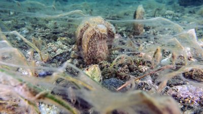 Marmara Denizi’nde Ekim ayı sonunda başlayan müsilaj, kısa sürede tüm
