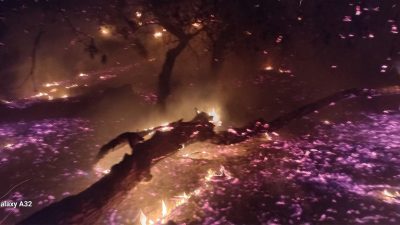 Balıkesir’in Bandırma ilçesinde Eti Maden Liman İşletmesi ile askeri çamlık