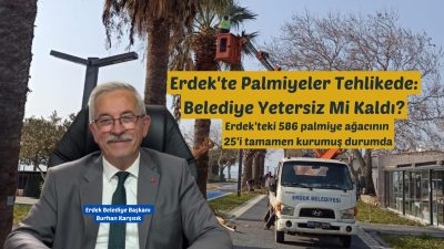 Erdek Belediye Başkanı Burhan Karışık, ilçede palmiye ağaçlarını tehdit eden