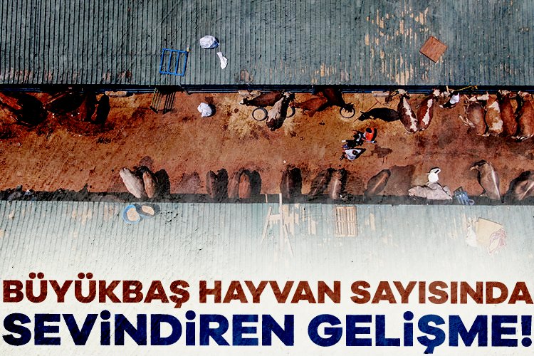 Türkiye’de büyükbaş hayvan sayısında sevindiren gelişme Hayvansal üretim istatistikleri verilerinden derlenen bilgilere göre, büyükbaş hayvan sayısı