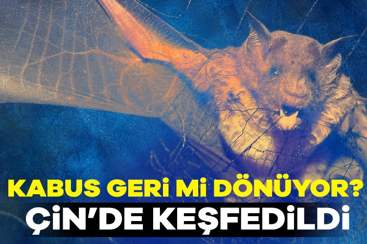 Kabus geri mi dönüyor? Yeni bir yarasa koronavirüsü keşfedildi Çin'de, insanlara bulaşabilen yeni bir yarasa koronavirüsü keşfedildi.