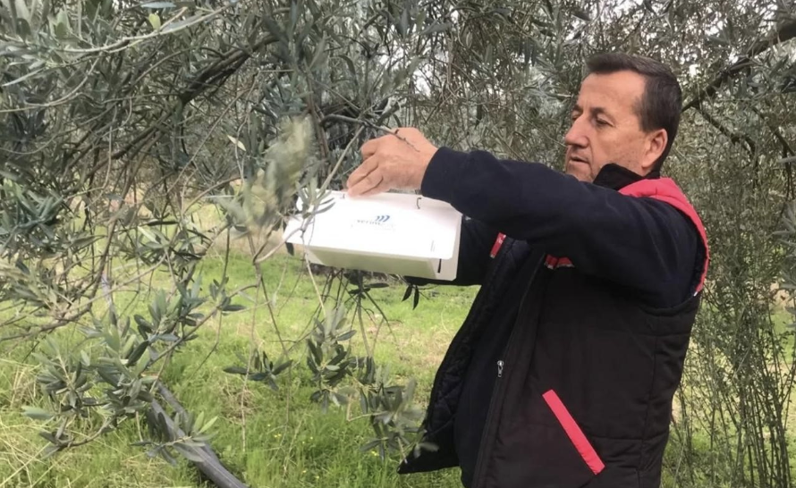 Balıkesir’in önemli zeytin üretim merkezlerinden Havran’da, zeytin ağaçlarında meyve dökümüne