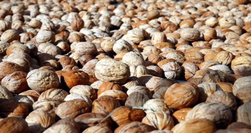 Cevizde menşei oyunu: Çin ürünü yerli diye satılıyor Çin’den ithal edilen cevizlerin, menşei belirtilmeden 'Maraş cevizi' adıyla satılması