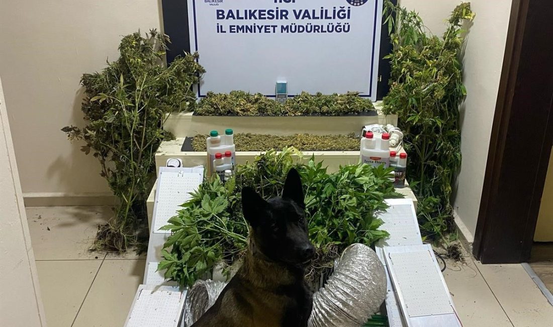 Bandırma’da zehir tacirlerine geçit yok: 1 gözaltı Bandırma ilçesinde uyuşturucu madde ve çeşitli ekipmanlar ele geçirildi, 1