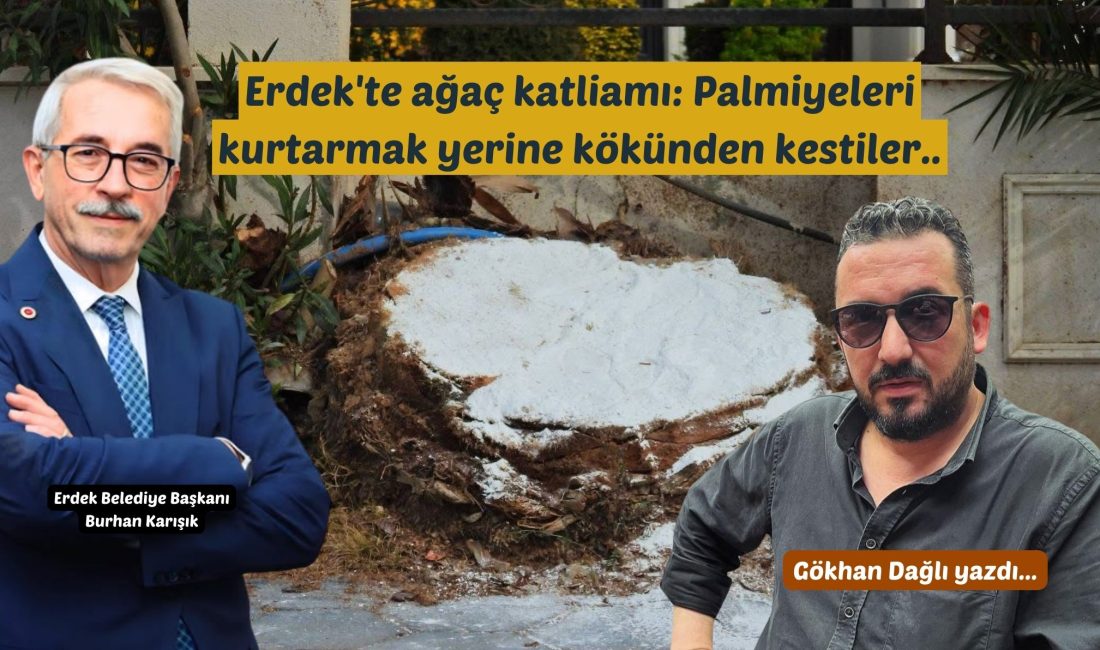 Erdek’te ağaç katliamı: Palmiyeleri kurtarmak yerine kökünden kestiler Balıkesir’in Erdek ilçesinde kırmızı palmiye böceği tehdidi nedeniyle yaklaşık 25