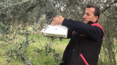 Balıkesir’in önemli zeytin üretim merkezlerinden Havran’da, zeytin ağaçlarında meyve dökümüne