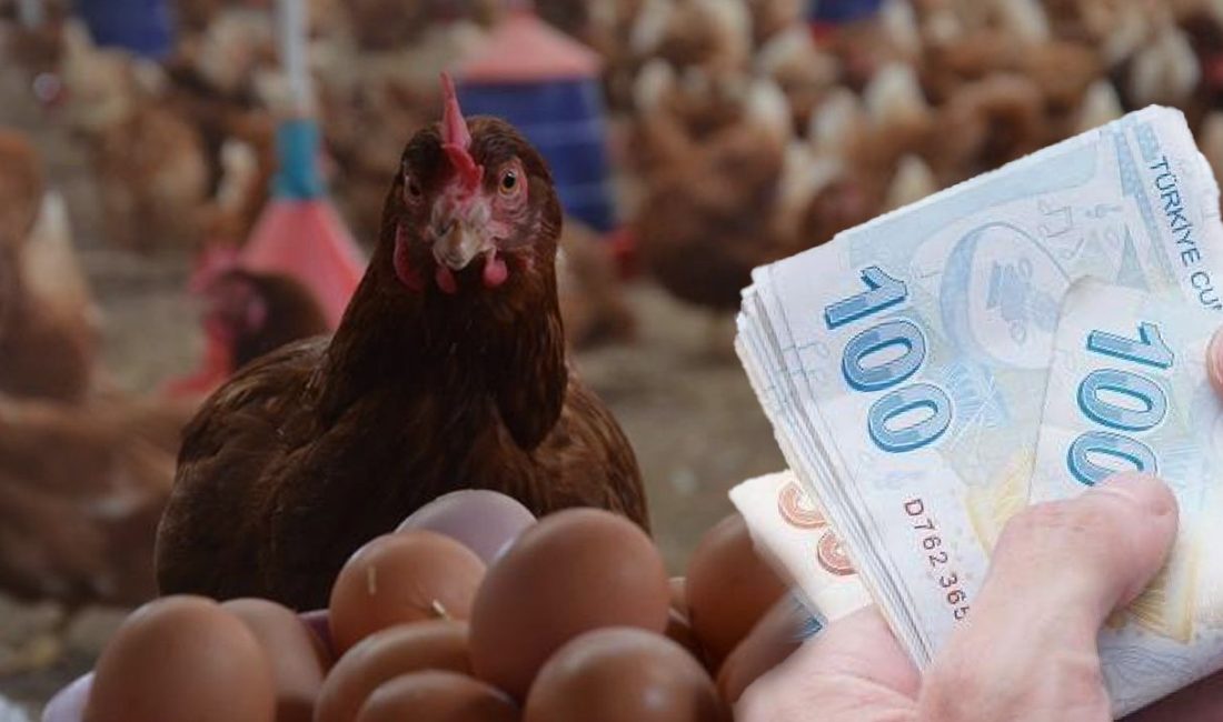 Türkiye, yumurta üretiminde kendine yetebilirken market rafları bunu göstermiyor. Kasım