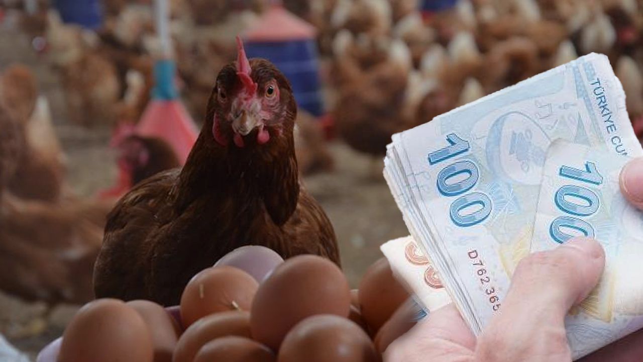 Türkiye, yumurta üretiminde kendine yetebilirken market rafları bunu göstermiyor. Kasım