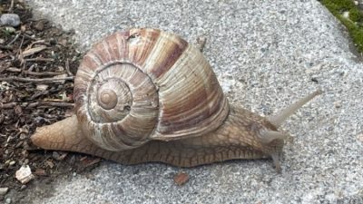 Bahar aylarında yumuşayan topraktan çıkmaya başlayan salyangozlar, birçok kişi tarafından