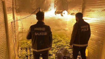 Balıkesir’in Ayvalık ilçesinde polis ekiplerince düzenlenen operasyonda 28 kök kenevir