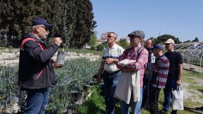 Balıkesir’in Edremit ilçesinde Halk Eğitimi Merkezi tarafından düzenlenen zeytin budamacılığı