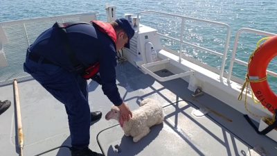 Balıkesir’in Ayvalık ilçesi açıklarında denizde sürüklenirken tespit edilen kuzu, Sahil