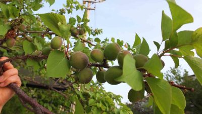 Balıkesir'in Burhaniye ilçesinde, kayısı bereketi yaşanıyor. Yurdun pek çok yerinde