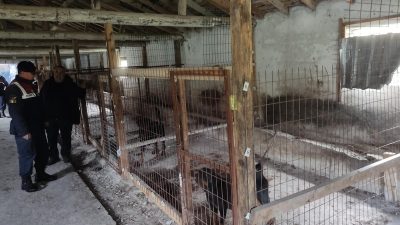 Balıkesir İl Jandarma Komutanlığı, Karesi ilçesinde belgeleri bulunmayan ve sağlıksız