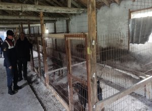 Balıkesir İl Jandarma Komutanlığı, Karesi ilçesinde belgeleri bulunmayan ve sağlıksız