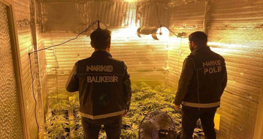 Ayvalık’ta uyuşturucu operasyonunda 28 kök kenevir ele geçirildi Balıkesir’in Ayvalık ilçesinde polis ekiplerince düzenlenen operasyonda 28 kök kenevir