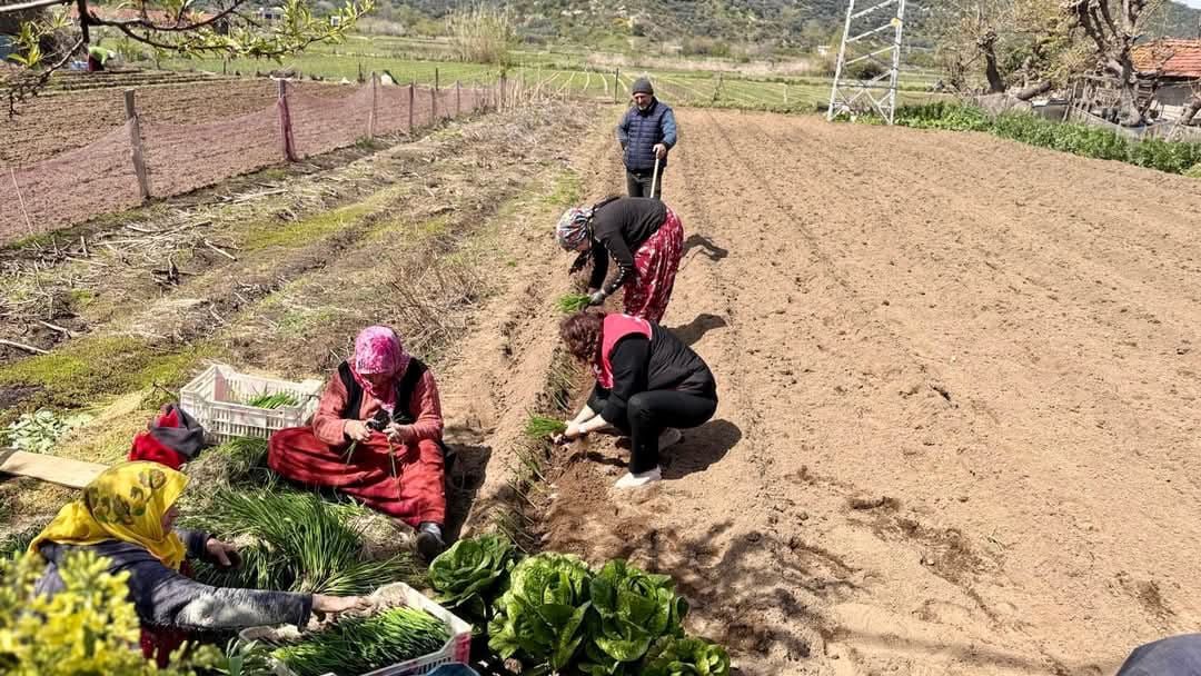 Kapıdağ Mor Soğanı’nın Ekim Sezonu Başladı Balıkesir’in Erdek ilçesine bağlı Ballıpınar Mahallesi’nde, coğrafi işaretli Kapıdağ Mor