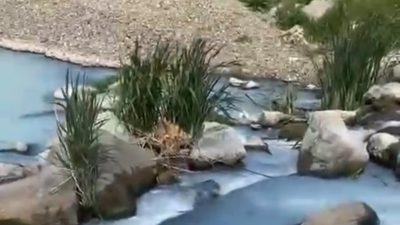 Gönen'de Çerpeş Deresi'ne dökülen kimyasal atık, Gönen Çayı'na karışarak yaklaşık