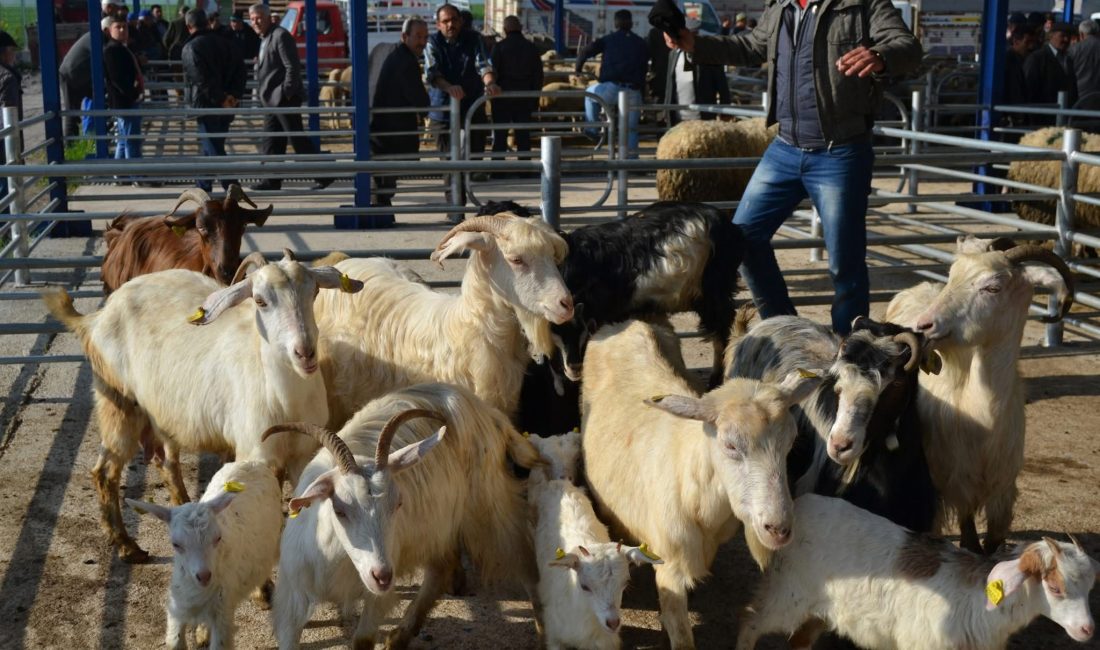 Gönen’de şap alarmı: 15 Mahalle karantinaya alındı Balıkesir’in Gönen ilçesine bağlı Ulukır Mahallesi’nde şap hastalığı tespit edilmesi