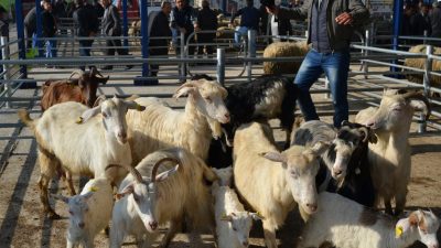 Balıkesir’in Gönen ilçesine bağlı Ulukır Mahallesi’nde şap hastalığı tespit edilmesi