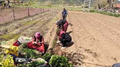 Balıkesir’in Erdek ilçesine bağlı Ballıpınar Mahallesi’nde, coğrafi işaretli Kapıdağ Mor