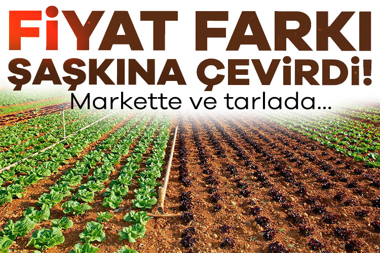 Üretici Dertli, Tüketici Şaşkın: Hasat Mevsiminde Fiyatlar Neden Bu Kadar Yüksek? Verim düşüklüğü ve fiyat uçurumu, üretici ile tüketici arasındaki uçurumu