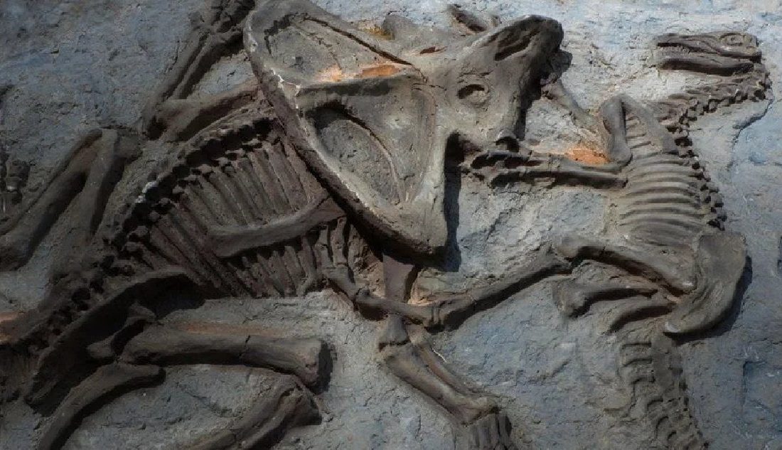 İngiltere merkezli araştırmacılar, 66 milyon yıl öncesine ait bir dinozor