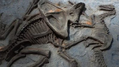 İngiltere merkezli araştırmacılar, 66 milyon yıl öncesine ait bir dinozor