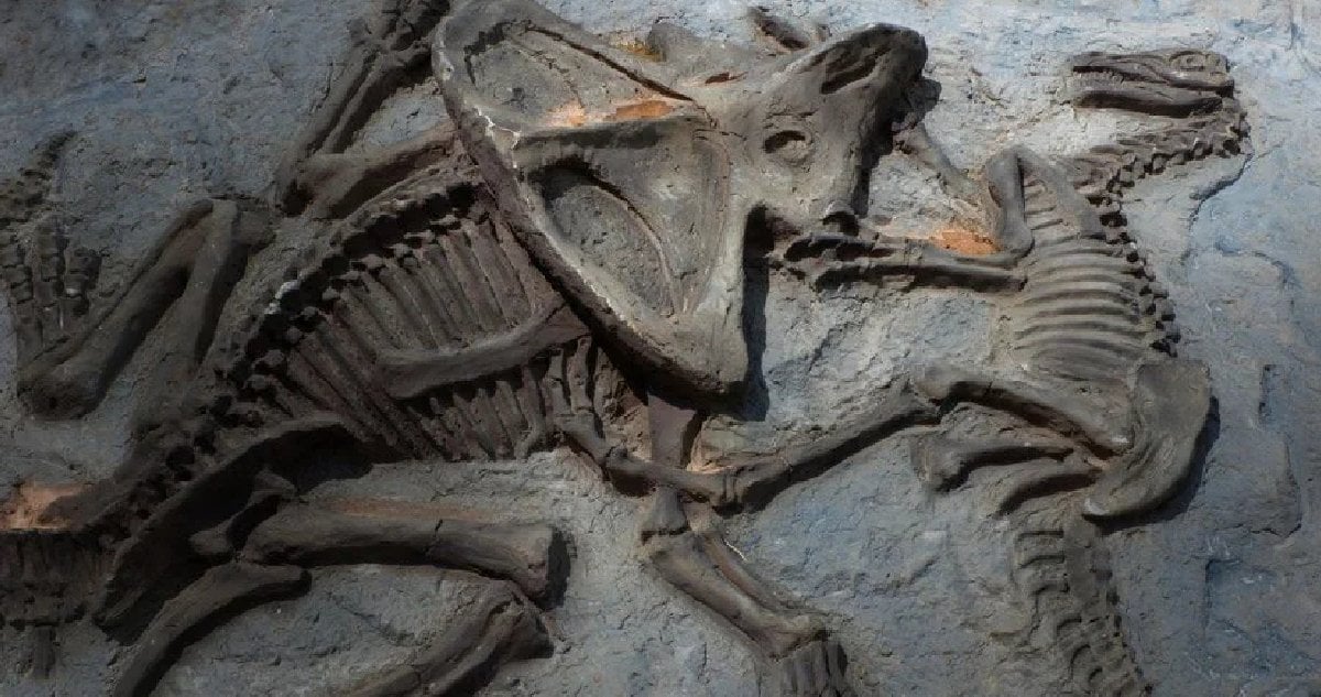 İngiltere merkezli araştırmacılar, 66 milyon yıl öncesine ait bir dinozor