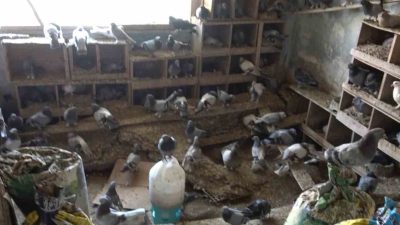 Balıkesir’de dün gece çıkan yangında hayatını kaybeden Mustafa Uzun’un güvercinleri