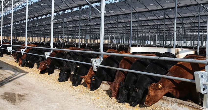 Üretimdeki gerilemenin ardından Et ve Süt Kurumu’na yönelik dikkat çeken