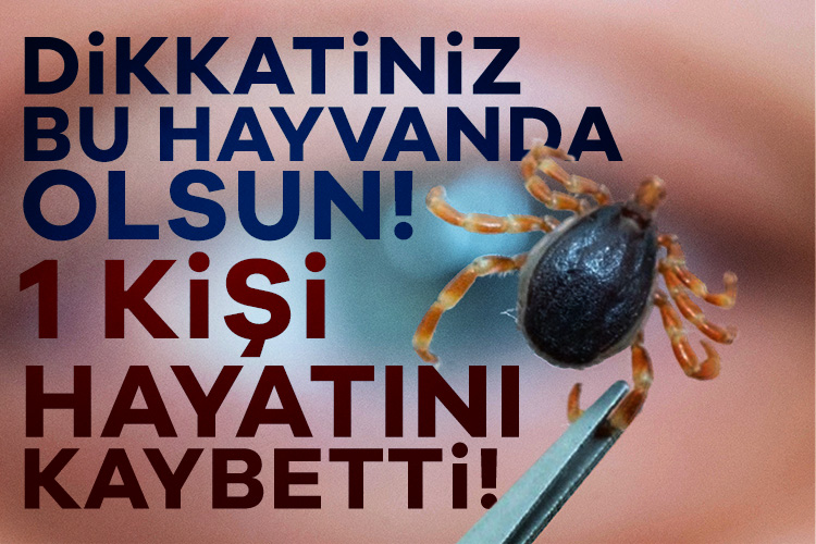 Sivas'tan çarpıcı bir sağlık uyarısı! Kırım Kongo Kanamalı Ateşi (KKKA)