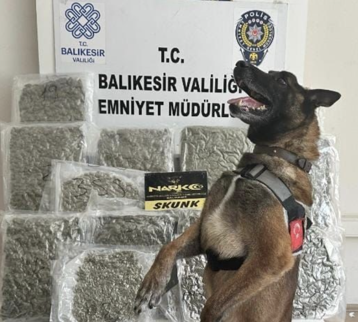 Narkotik köpeği ’Yaşa’ sayesinde 10 kilo esrar yakalandı Balıkesir’de narkotik ekipleri tarafından yapılan operasyonda bir yolcu otobüsünde taşınan