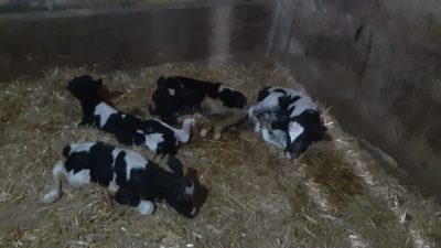 Balıkesir’in Susurluk ilçesine bağlı Ilıcaboğazı kırsal mahallesinde ender rastlanan bir