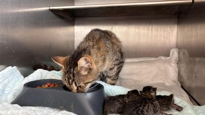 Balıkesir Büyükşehir Belediyesi ekipleri, Bandırma’da doğum yapamayan hamile bir sokak