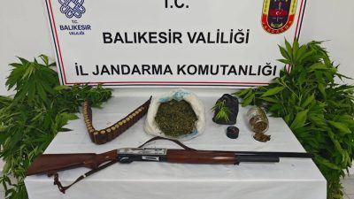 Balıkesir’in Erdek ilçesinde jandarma ekiplerince düzenlenen uyuşturucu operasyonunda 93 kök