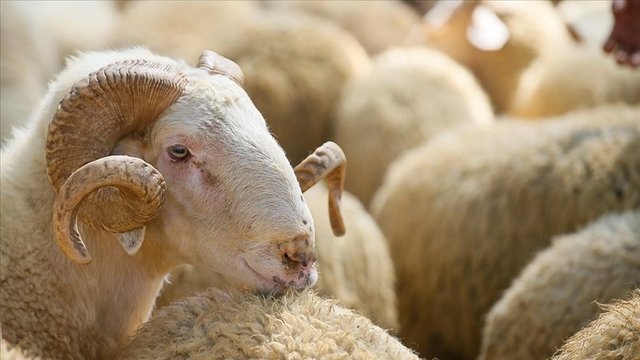 2025 Yılı Vekaletle Kurban Kesim Bedelleri Açıklandı Kurban Bayramı yaklaşırken, Diyanet İşleri Başkanlığı ve Türk Kızılay tarafından