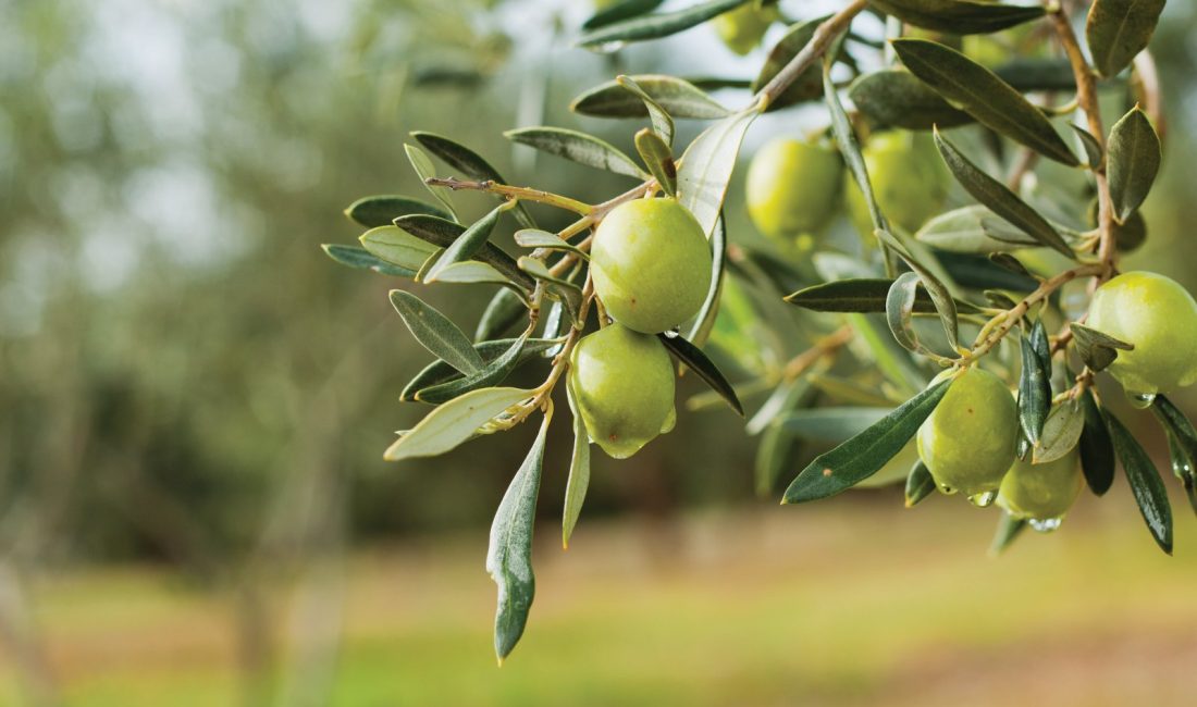 Balıkesir, Türkiye’nin en önemli tarım merkezlerinden biri olarak, zeytin üretiminde