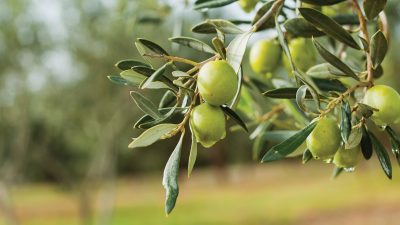 Balıkesir, Türkiye’nin en önemli tarım merkezlerinden biri olarak, zeytin üretiminde