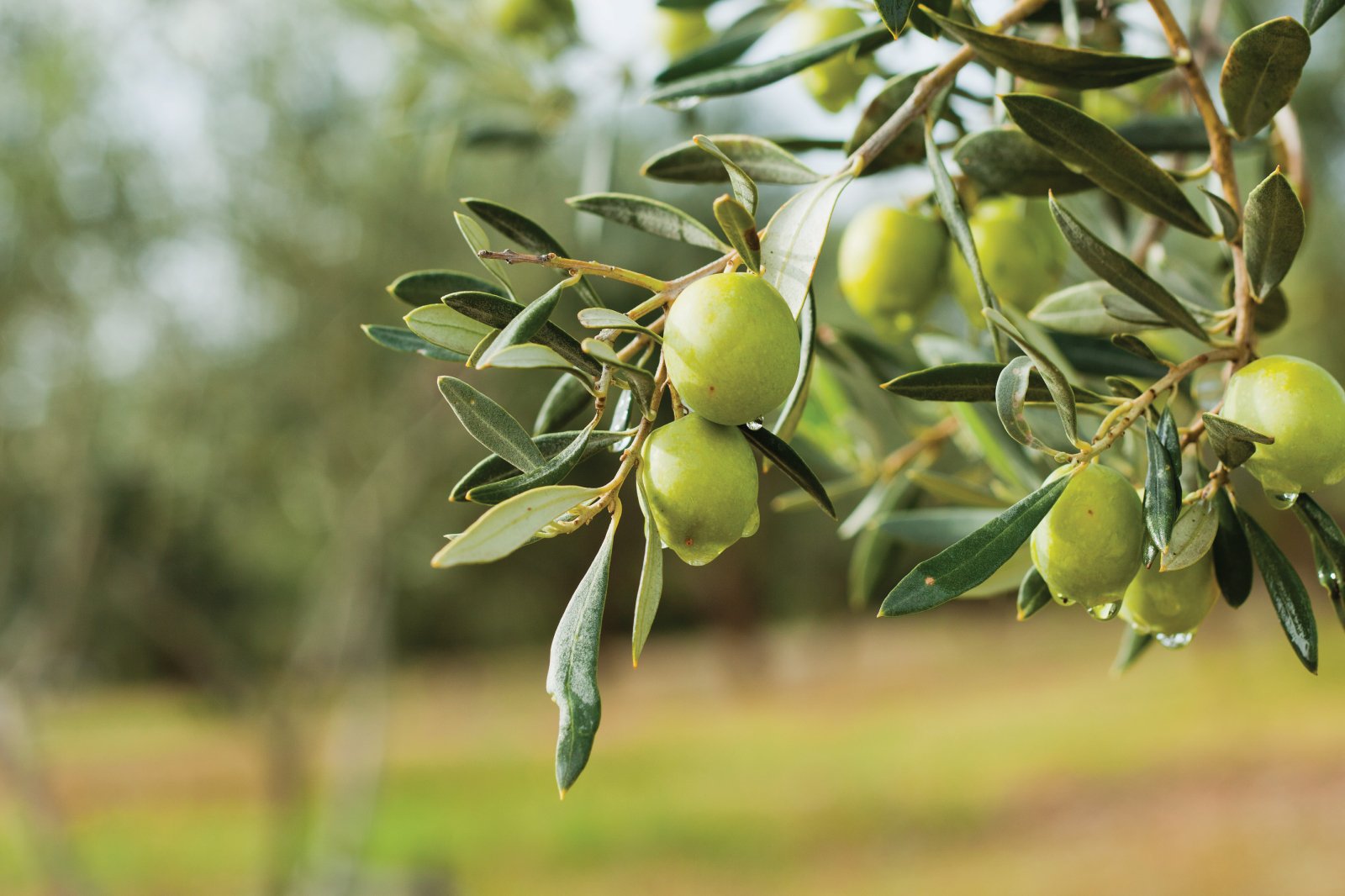 Balıkesir, Türkiye’nin en önemli tarım merkezlerinden biri olarak, zeytin üretiminde