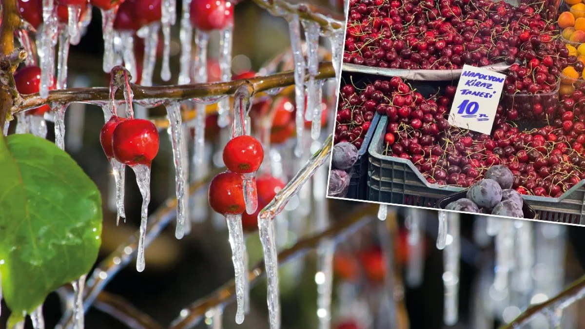 Meyve fiyatları, enflasyon ve zirai donun etkisiyle rekor seviyelere ulaştı;