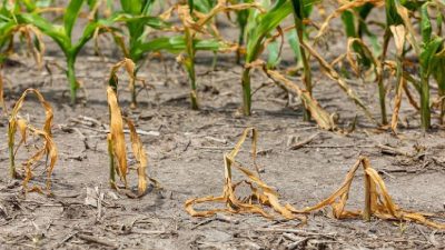 Türkiye Ziraat Odaları Birliği Başkanı Şemsi Bayraktar, 2025 yılında yaşanan