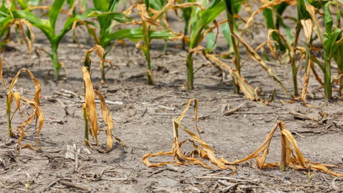 Türkiye Ziraat Odaları Birliği Başkanı Şemsi Bayraktar, 2025 yılında yaşanan