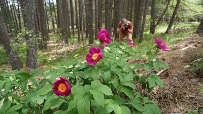 Balıkesir’in Edremit ilçesinde yer alan Kazdağları’nda yetişen ve dünyada sadece