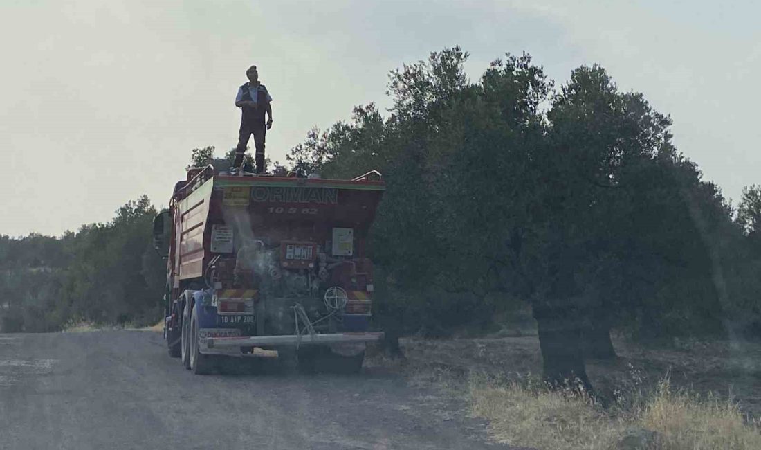 Balıkesir’in Ayvalık ilçesinde zeytinlik alanda çıkan yangın itfaiye ekiplerinin müdahalesiyle