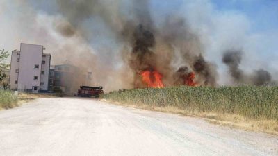 Balıkesir’in Edremit ilçesi Dalyan Mevkii’nde sazlık alanda henüz bilinmeyen bir